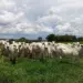 Escalas de abate evoluem, mas preços do boi gordo não reduzem
