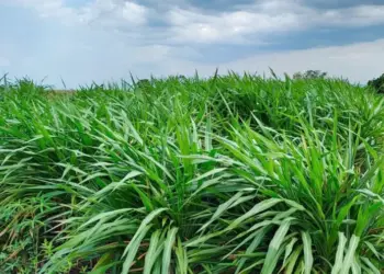 Agricultura distribui mudas de cana e capim para suplementação animal a produtores rurais
