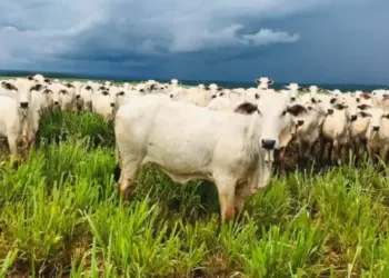 Estado abre inscrições para a 2ª edição do Meat Day na região central do Estado