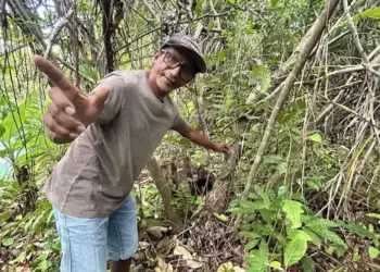 Naturatins financia pesquisa sobre baunilhas nativas