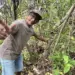 Naturatins financia pesquisa sobre baunilhas nativas