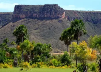 Tocantins registra 85% de redução de áreas impactadas com desmatamento