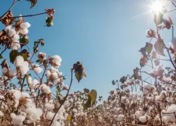 Em crescimento no Tocantins, plantio de algodão está autorizado a partir de 21 de novembro