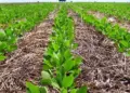 Histórico: Tocantins projeta 1,5 milhão de hectares cultivados e 12% de crescimento na produção de soja, destacando-se no cenário nacional