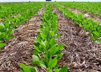 Histórico: Tocantins projeta 1,5 milhão de hectares cultivados e 12% de crescimento na produção de soja, destacando-se no cenário nacional