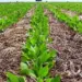Histórico: Tocantins projeta 1,5 milhão de hectares cultivados e 12% de crescimento na produção de soja, destacando-se no cenário nacional