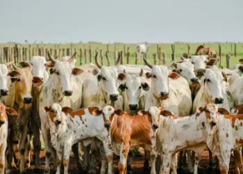 Adapec alerta que prazo para declaração obrigatória de informações pecuárias encerra no dia 30 de novembro