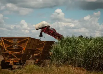 PIB da agropecuária deve cair em 2024 e retomar crescimento em 2025