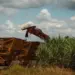 PIB da agropecuária deve cair em 2024 e retomar crescimento em 2025