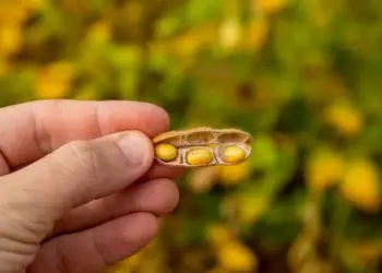 Estudo identifica mudanças necessárias no uso da terra para o cultivo de soja no Matopiba