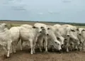 Pecuária do Tocantins se destaca em Dia de Campo sobre genética e nutrição