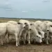 Pecuária do Tocantins se destaca em Dia de Campo sobre genética e nutrição