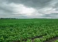 Período chuvoso ameaça o plantio da soja no Centro-Oeste e Norte; Tocantins em Alerta