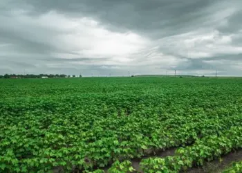 Período chuvoso ameaça o plantio da soja no Centro-Oeste e Norte; Tocantins em Alerta