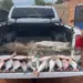 Piracema: Fiscalização ambiental apreende pescado ilegal na região sul do Estado