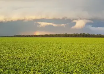 Lei Antidesmatamento e os desafios para os produtores de soja