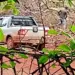 DENÚNCIA: Desmatamento ilegal em assentamento no município de Miracema do Tocantins gera preocupação na comunidade local