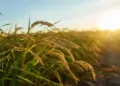 Arroz: Conab estima semeadura em 72,2% nos principais estados produtores