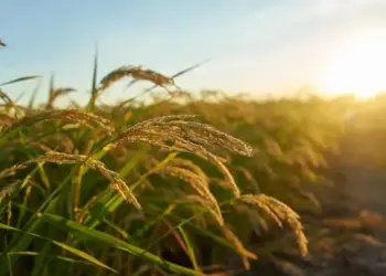 Arroz: Conab estima semeadura em 72,2% nos principais estados produtores