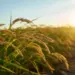 Arroz: Conab estima semeadura em 72,2% nos principais estados produtores