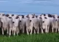 Fazenda do Tocantins realiza a primeira Avaliação Genômica em Novilhas no Estado