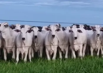 Fazenda do Tocantins realiza a primeira Avaliação Genômica em Novilhas no Estado