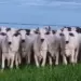 Fazenda do Tocantins realiza a primeira Avaliação Genômica em Novilhas no Estado