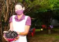 6ª Festa da Jabuticaba de Taquaruçu acontece a partir do dia 14; Visitação aos pomares já estão abertas