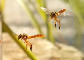 Abelhas sem ferrão: nova regulamentação impulsiona produção sustentável de mel