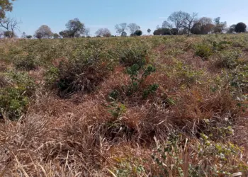 Solo do Cerrado: pesquisa revela impacto positivo de práticas agrícolas sustentáveis
