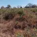 Solo do Cerrado: pesquisa revela impacto positivo de práticas agrícolas sustentáveis