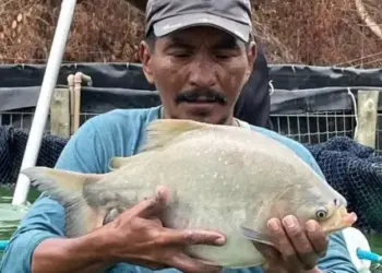 Projeto Bagfish: Piscicultura ganha força na comunidade indígena Krahô, em Lagoa da Confusão