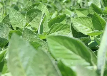 Soja: Variações de preço e atrasos no plantio gera receio no produtores rurais