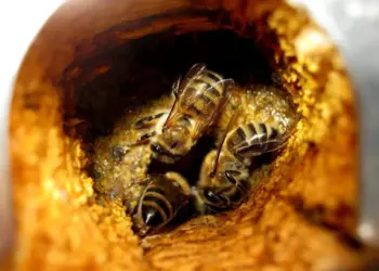 Extrato de própolis mostra ação antiviral contra zika, chikungunya e mayaro