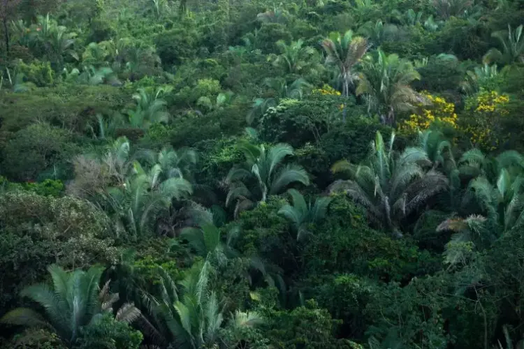 Rede Transformar seleciona projetos no Tocantins voltados à proteção do bioma Amazônico