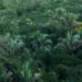 Rede Transformar seleciona projetos no Tocantins voltados à proteção do bioma Amazônico