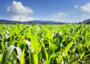 Inscrições para o Concurso de Produtividade do Milho Verão/2025 vão até dia 30 de novembro