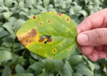 CNA discute implicações da mancha-alvo na soja e no algodão