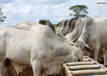 Boi gordo: Tocantins registra alta moderada e consolida mercado promissor na pecuária brasileira