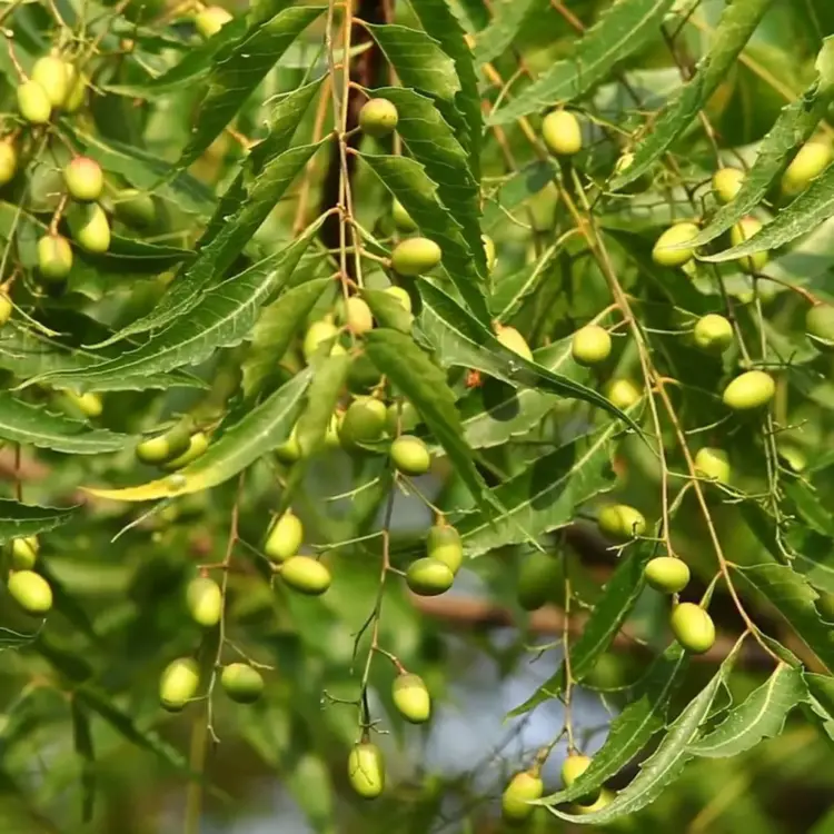 AL proíbe o plantio de árvore que ameaça meio ambiente no Tocantins