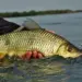 Piracema: regras e exceções para a pesca durante o período de reprodução de peixes no Tocantins