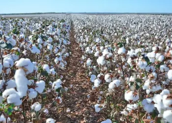 Academia Tocantinense do Agronegócio realiza mesa redonda sobre a cultura do algodão nesta quarta-feira, 13
