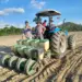Prefeitura de Dois Irmãos do Tocantins lança projeto de Roça Comunitária na Serra do Meio