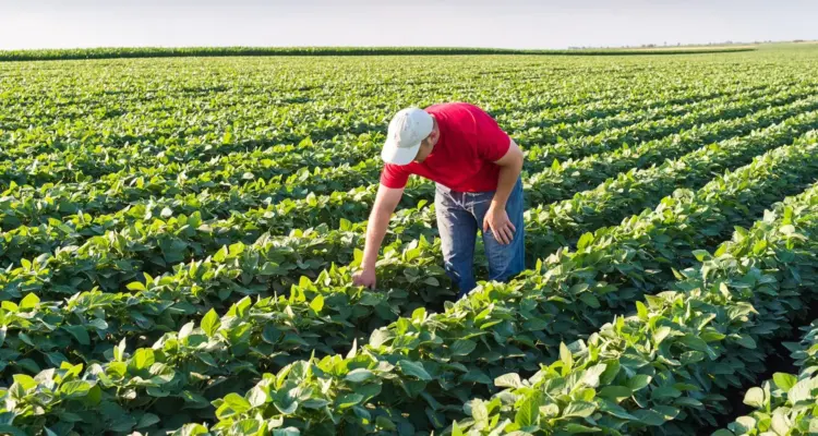 Crédito Rural: primeiro semestre de 2024 alcançou R$ 96 bilhões em concessão de linhas rurais e agroindustriais, revela Serasa Experian
