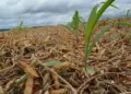Tecnologia da Embrapa eleva a produtividade do milho em Marianópolis, Tocantins