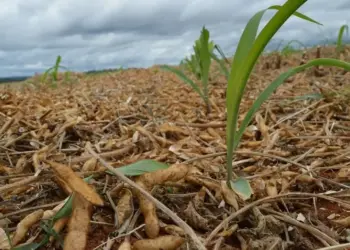 Tecnologia da Embrapa eleva a produtividade do milho em Marianópolis, Tocantins