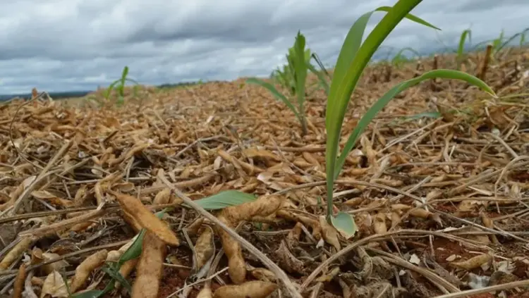 Tecnologia da Embrapa eleva a produtividade do milho em Marianópolis, Tocantins