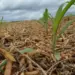 Tecnologia da Embrapa eleva a produtividade do milho em Marianópolis, Tocantins