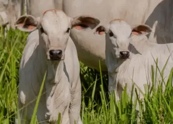 Adapec alerta para o fim do prazo da campanha de vacinação contra a brucelose, que termina em 31 de dezembro