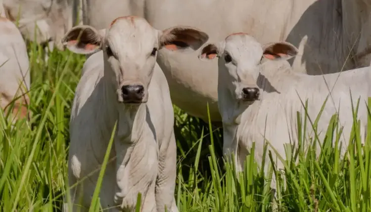 Adapec alerta para o fim do prazo da campanha de vacinação contra a brucelose, que termina em 31 de dezembro